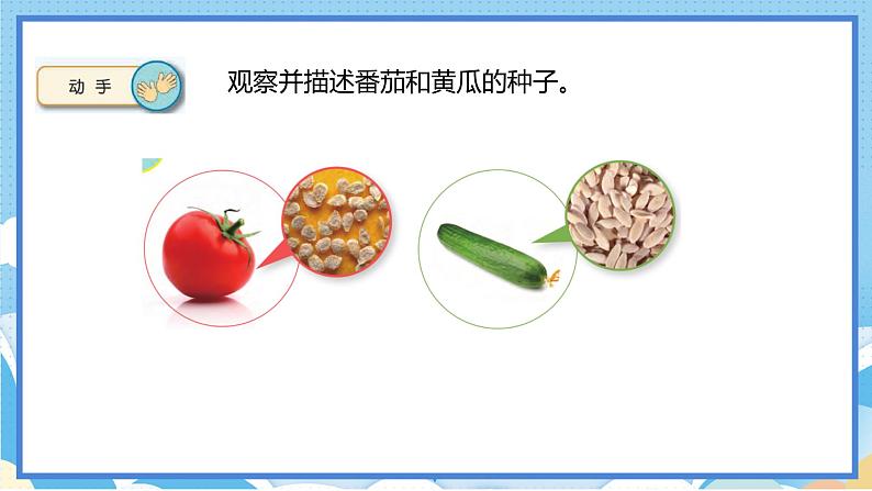 苏教版三年级下册科学 1.1 种子发芽了（课件）02
