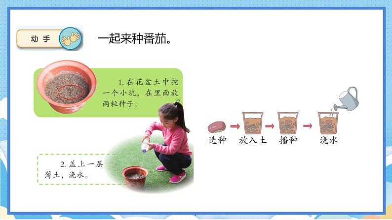 苏教版三年级下册科学 1.1 种子发芽了（课件）04