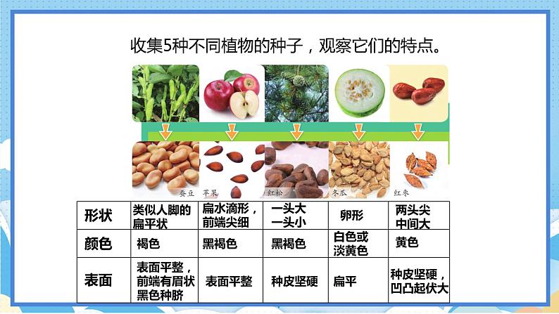 苏教版三年级下册科学 1.1 种子发芽了（课件）07