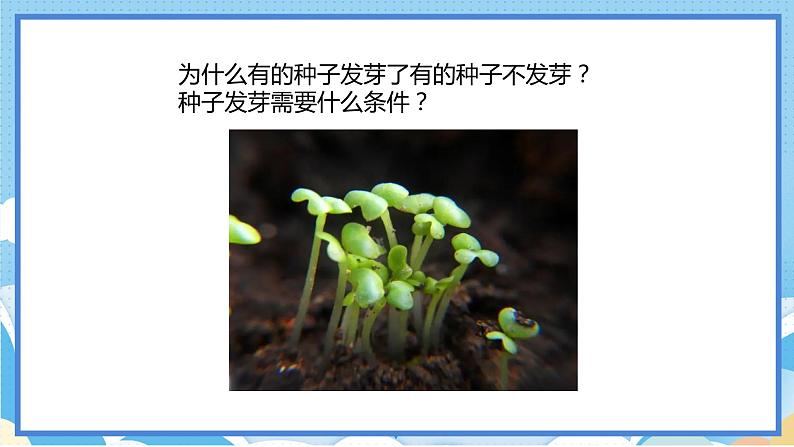 苏教版三年级下册科学 1.1 种子发芽了（课件）08