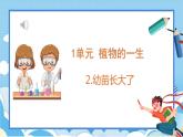 苏教版三年级下册科学 1.2 幼苗长大了（课件）