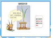 苏教版三年级下册科学 1.2 幼苗长大了（课件）