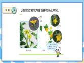蘇教版三年級(jí)下冊(cè)科學(xué) 1.3 植物開(kāi)花了（課件）