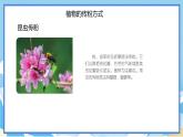 蘇教版三年級(jí)下冊(cè)科學(xué) 1.3 植物開(kāi)花了（課件）