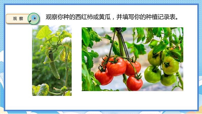 苏教版三年级下册科学 1.4 植物结果了（课件）第2页