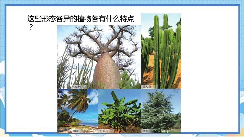 苏教版三年级下册科学 2.5  不同环境里的植物（课件）02