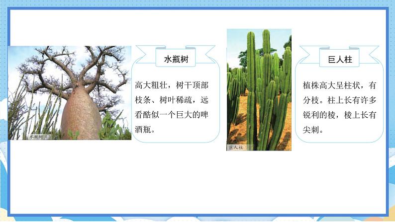 苏教版三年级下册科学 2.5  不同环境里的植物（课件）03