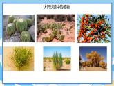 苏教版三年级下册科学 2.6  沙漠中的植物（课件）