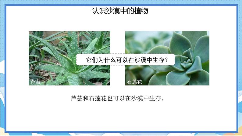 苏教版三年级下册科学 2.6  沙漠中的植物（课件）第3页