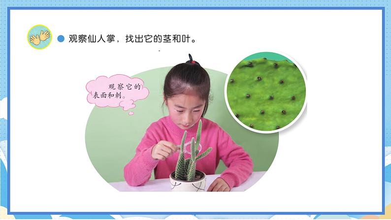 苏教版三年级下册科学 2.6  沙漠中的植物（课件）第4页