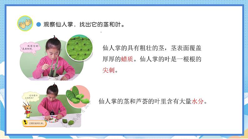 苏教版三年级下册科学 2.6  沙漠中的植物（课件）第6页