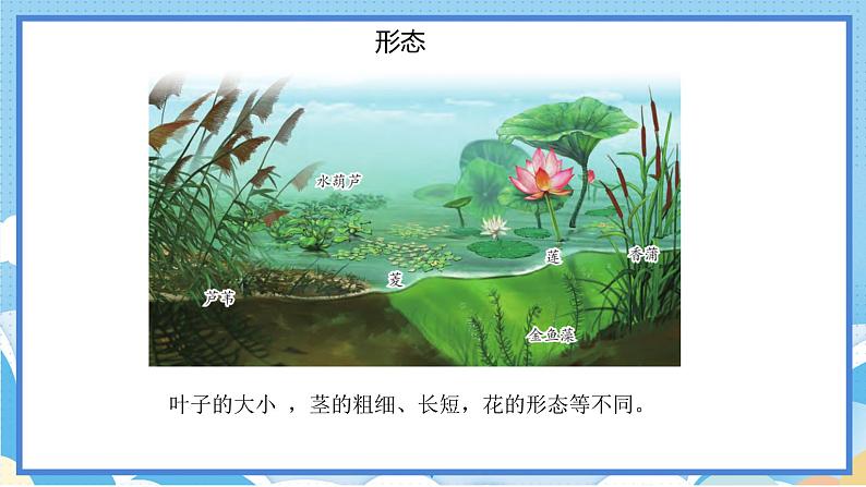 苏教版三年级下册科学 2.7  水里的植物（课件）03