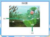 苏教版三年级下册科学 2.7  水里的植物（课件）