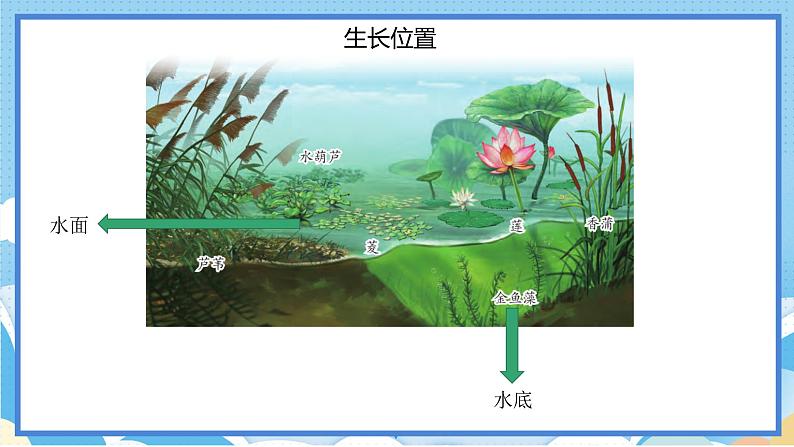 苏教版三年级下册科学 2.7  水里的植物（课件）04