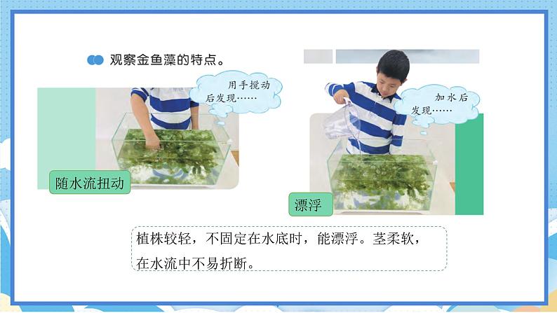 苏教版三年级下册科学 2.7  水里的植物（课件）08