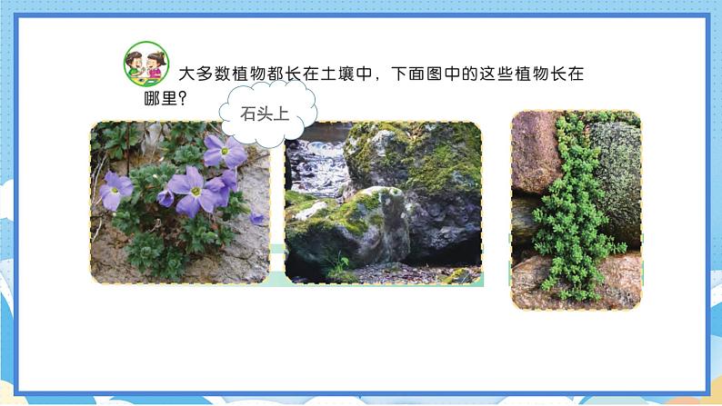 苏教版三年级下册科学 2.8  石头上的植物（课件）02