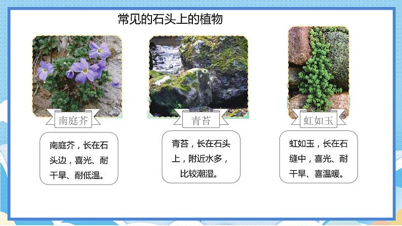 苏教版三年级下册科学 2.8  石头上的植物（课件）03