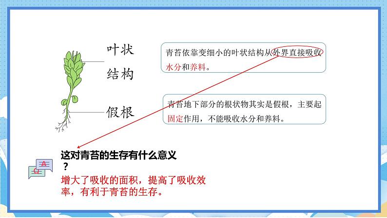 苏教版三年级下册科学 2.8  石头上的植物（课件）06