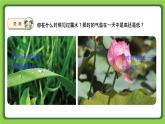 1.4 水遇冷以后（課件）四年級下冊科學(xué) 蘇教版
