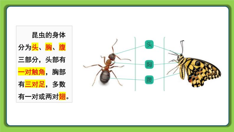 3.9 庞大的”家族“（课件）四年级下册科学 苏教版04