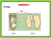 4.12 用种子繁殖（课件）四年级下册科学 苏教版