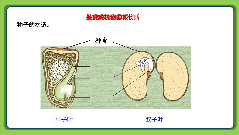 4.12 用种子繁殖（课件）四年级下册科学 苏教版04