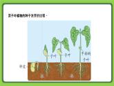 4.12 用种子繁殖（课件）四年级下册科学 苏教版