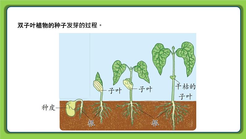 4.12 用种子繁殖（课件）四年级下册科学 苏教版05