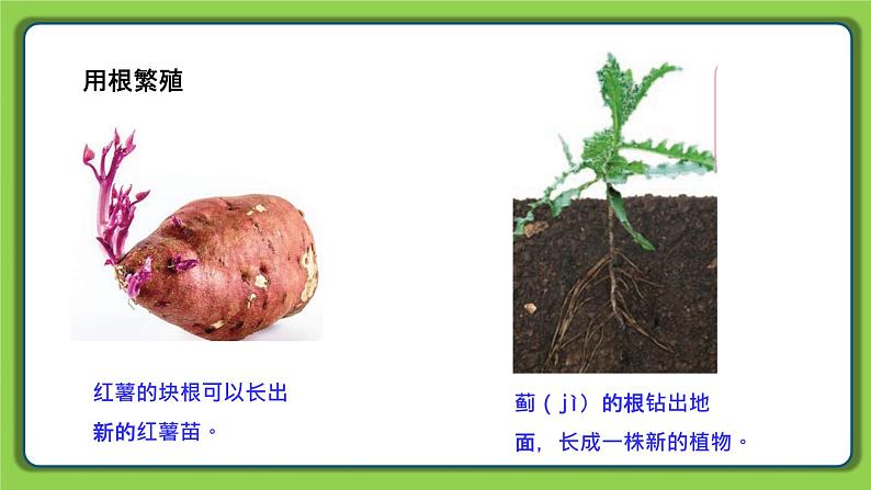 4.13 用根、茎、叶繁殖（课件）四年级下册科学 苏教版第3页