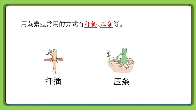 4.13 用根、茎、叶繁殖（课件）四年级下册科学 苏教版第5页