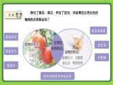 5.15 生物与非生物（课件）四年级下册科学 苏教版