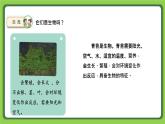 5.15 生物与非生物（课件）四年级下册科学 苏教版