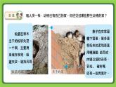 5.16 動(dòng)物的庇護(hù)所（課件）四年級(jí)下冊科學(xué) 蘇教版