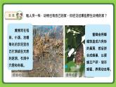 5.16 動(dòng)物的庇護(hù)所（課件）四年級(jí)下冊科學(xué) 蘇教版