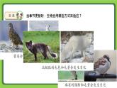 5.17 环境变化以后（课件）四年级下册科学 苏教版