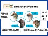 苏教版六年级下册科学 4.15  多样的生物（课件)