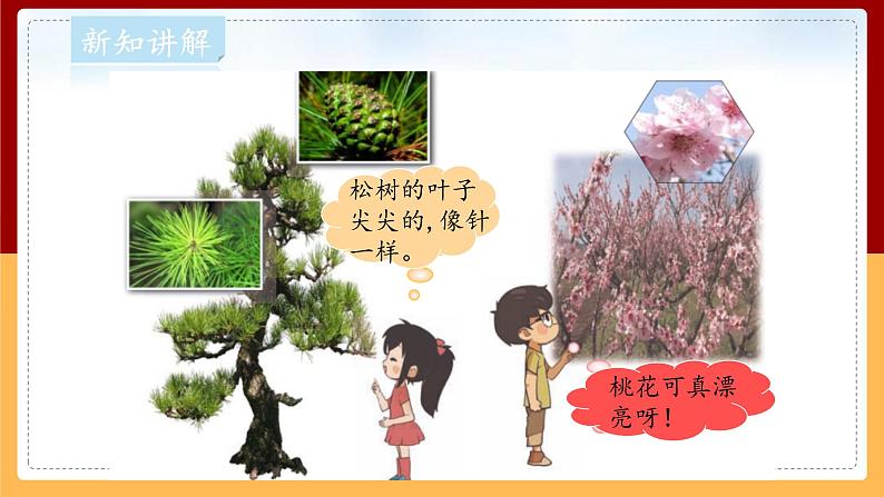 【大象版】一下科学  2.1 认识常见植物（课件+教案）08