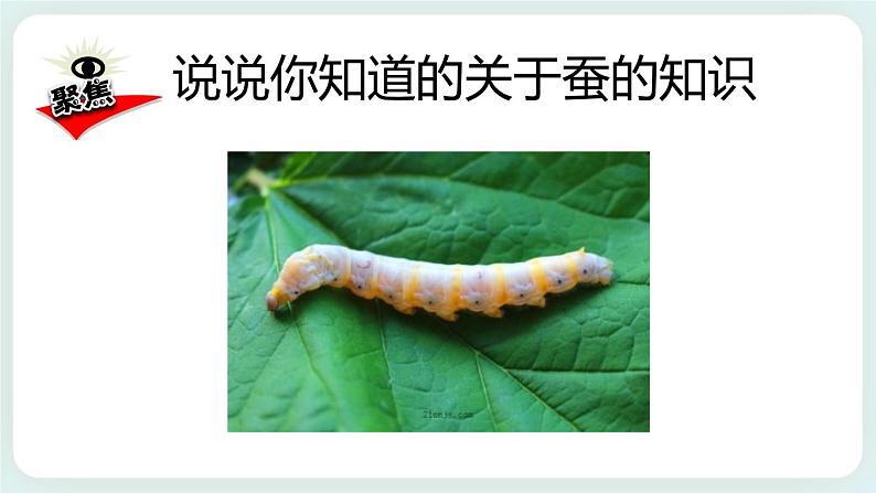2.1迎接蚕宝宝的到来 课件第2页