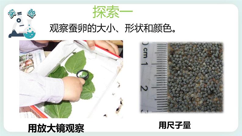 2.1迎接蚕宝宝的到来 课件第3页