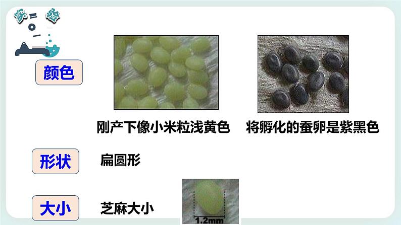 2.1迎接蚕宝宝的到来 课件第4页