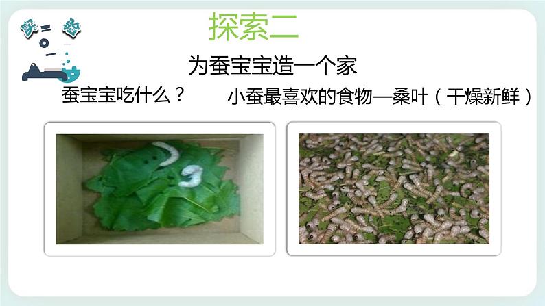 2.1迎接蚕宝宝的到来 课件第5页