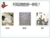 2.2认识其它动物的卵 课件+教案