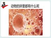 2.2认识其它动物的卵 课件+教案