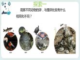 2.2认识其它动物的卵 课件+教案