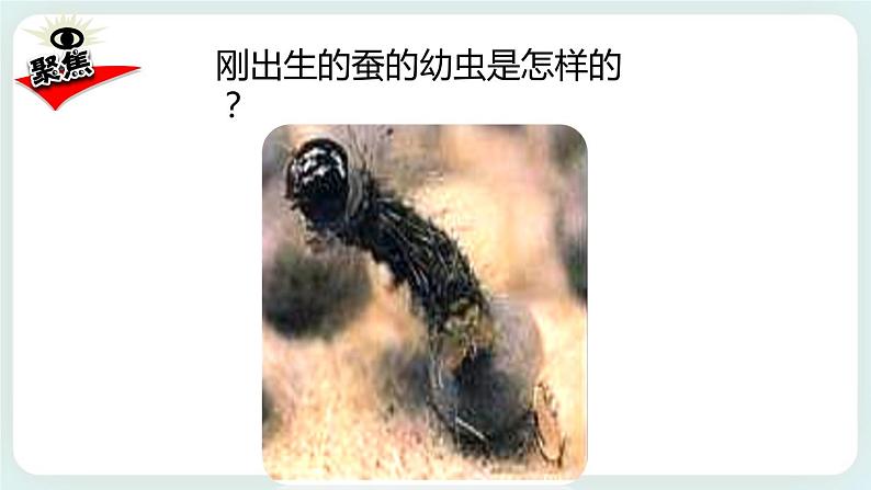 2.3蚕长大了 课件+教案02