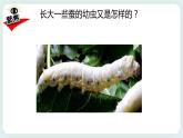 2.3蠶長大了 課件+教案
