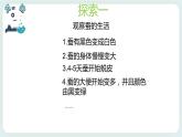 2.3蠶長大了 課件+教案
