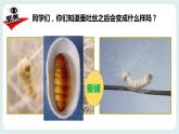 2.4蠶變了新模樣 課件+教案