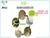 2.4蠶變了新模樣 課件+教案