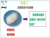 2.4蠶變了新模樣 課件+教案